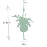 Plante Kokodama Monstera Minima verte Ø15 cm 25 cm