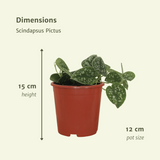 2x Scindapsus Picture - Epipremnum - 15cm - Ø12