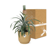 Plante ananas Mon Ami jaune