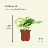 Epipremnum Marble Queen - 4 pièces - ø12cm - ↕15cm