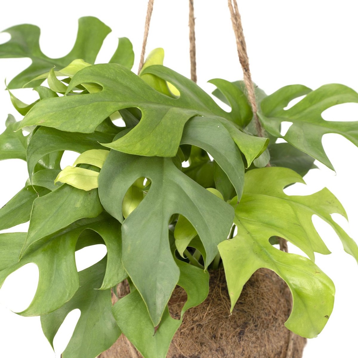 Plante Kokodama Monstera Minima verte Ø15 cm 25 cm