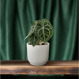 Anthurium Clarinvium - Ø12cm - ↕30cm