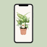 Dieffenbachia compacta - Ø17cm - ↕45cm