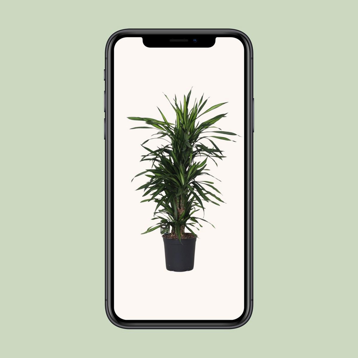 Dracaena Frag. Rikii dans un intérieur moderne - Ambiance chaleureuse