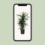 Dracaena Frag. Rikii dans un intérieur moderne - Ambiance chaleureuse