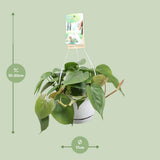 Philodendron Climbing - Ø1117cm - ↕20cm
