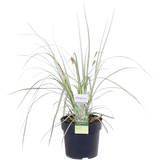 3x - Carex Hachijoensis 'Evergold' - ↨30cm - Ø14