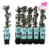 Hedera Irish - Ø15cm - ↕65 cm