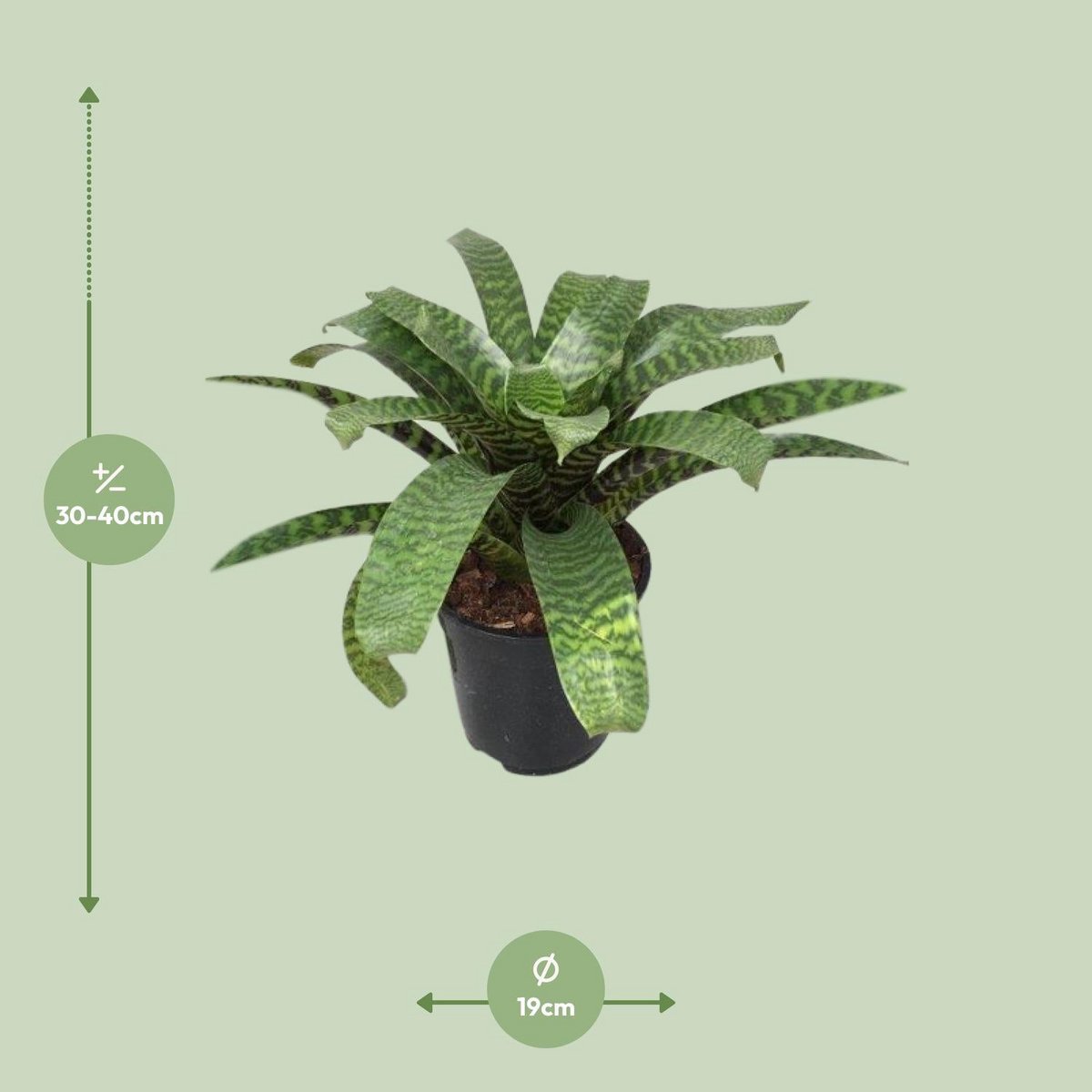 Vriesea Hieroglyphica - Ø19cm - ↕35cm
