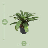 Vriesea Hieroglyphica - Ø19cm - ↕35cm