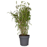 Plante bambou Fargesia murielae hiver noir