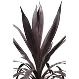 Cordyline 'Superstar' - Ø23cm - ↕70cm