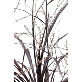 Cordyline X 'Festival® Bourgogne' - Ø23cm - ↕80cm