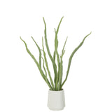 Plante succulente J-Line en pot vert, mise en scène dans un salon