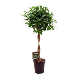 Ficus Mic. Moclame - Ø23cm - ↕110cm