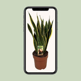 Sansevieria trifasciata laurentii en pot Ø21 cm vert et jaune