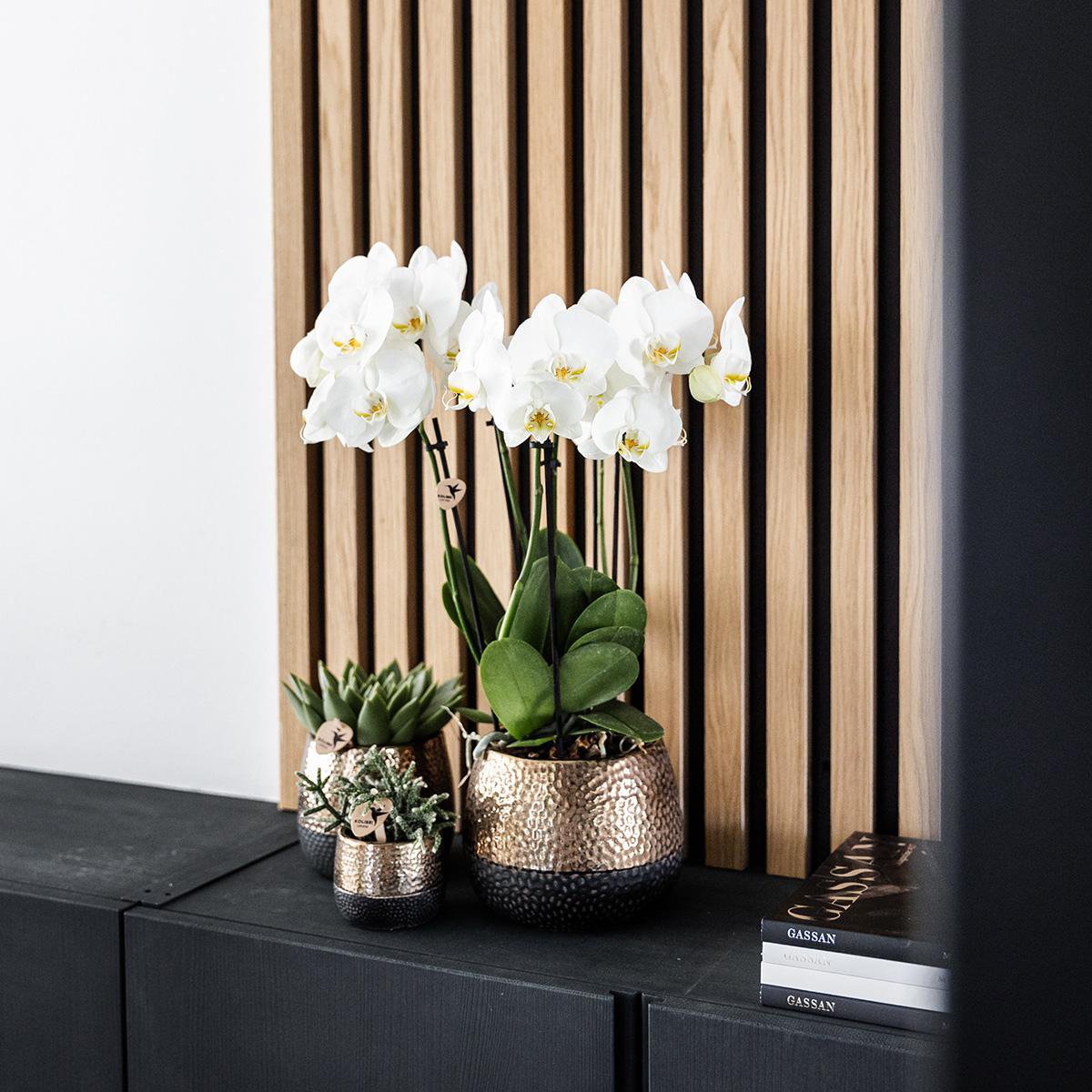 Maison Colibri | Pot Elite en cuivre - Ø12cm