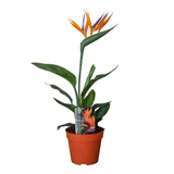 Plante artificielle Strelitzia Ø13 cm Hauteur 35 cm