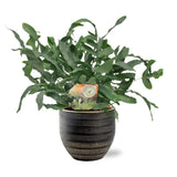 Phlebodium bleu en pot noir 12 cm