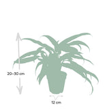 Aglaonema Cutlass - Ø12cm -↕30cm