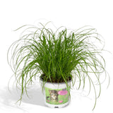 Cyperus Alternifolius - Herbe à Chat - Ø12cm - ↕20cm