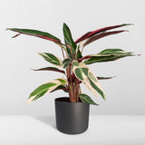 Calathéa Triostar - Ø19cm - ↕70cm