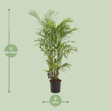 Chamaedorea sefits - Ø27cm - ↕160cm