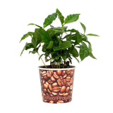 Coffea Arabica avec grains de café