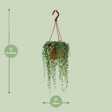 Senecio Herreianus - Ø12cm - ↕20cm
