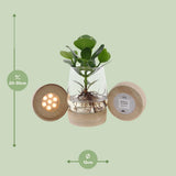 Plante Clusia avec LED Ø12 cm H30 cm