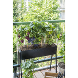 Vitis Pixie Riesling plante décorative en pot plastique recyclé blanc
