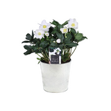 Helleborus Niger 'Christmas Carol Early' XL en pot zinc