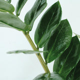 2x Zamioculcas Zamiifolia - Palme émeraude - 50 cm - Ø14