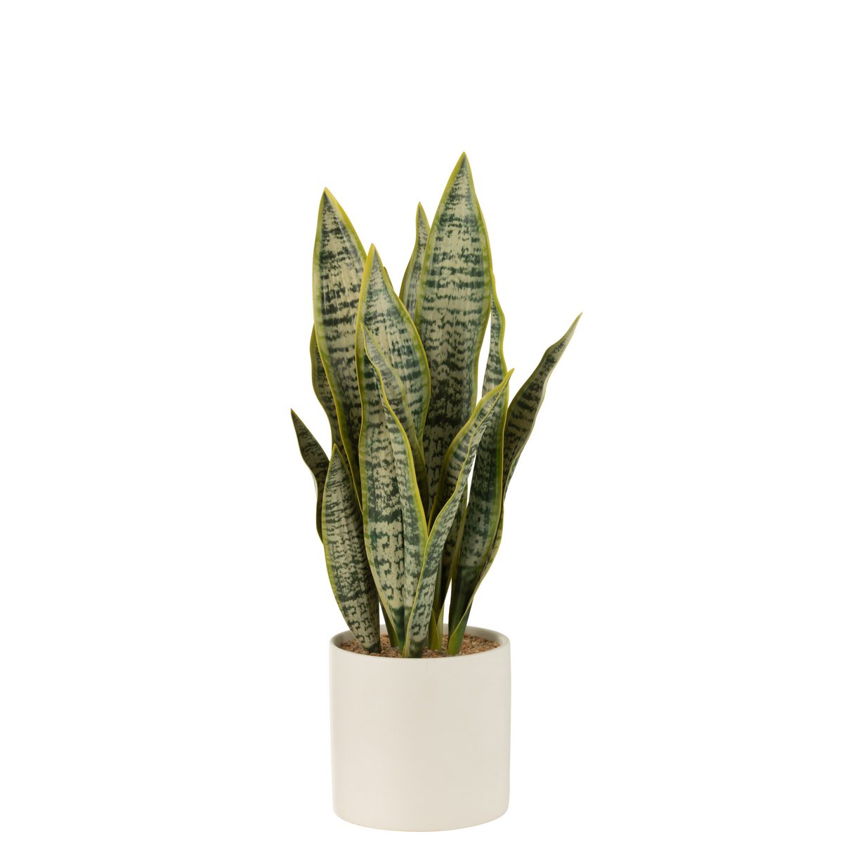Détail de la plante Sansevieria J-Line en pot, mettant en valeur sa texture réaliste.