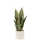 Détail de la plante Sansevieria J-Line en pot, mettant en valeur sa texture réaliste.
