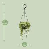 Senecio Rowleyanus - Ø14cm - ↕cm