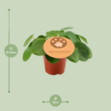 Plante Pilea pilea aluminium verte et argentée Ø12 cm