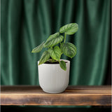 Philodendron Mère - Ø12cm - ↕25cm