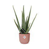 Aloe Vera en pot pliant en plastique rose 12 cm