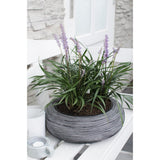 Liriope muscari ‘Ingwersen’ – Ø14cm – ↕30cm