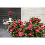 Camellia jap. 'Dr. King '- Ø29cm - ↕90cm