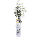 Plante Clematis Avalanche blanc floraison précoce Ø15 cm hauteur 65 cm