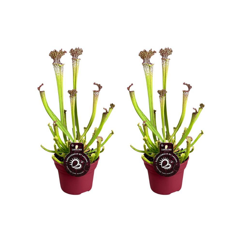 Sarracenia Farnhamii - Plante carnivore rouge et verte dans un pot de 12 cm