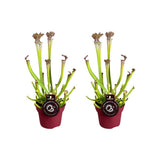 Sarracenia Farnhamii - Plante carnivore rouge et verte dans un pot de 12 cm