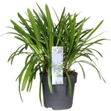 Agapanthus Fireworks - Ø23cm - ↕40cm - Ø23 - ↨40cm