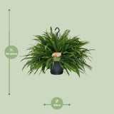 Nephrolepis en pot Ø20 cm hauteur 60 cm