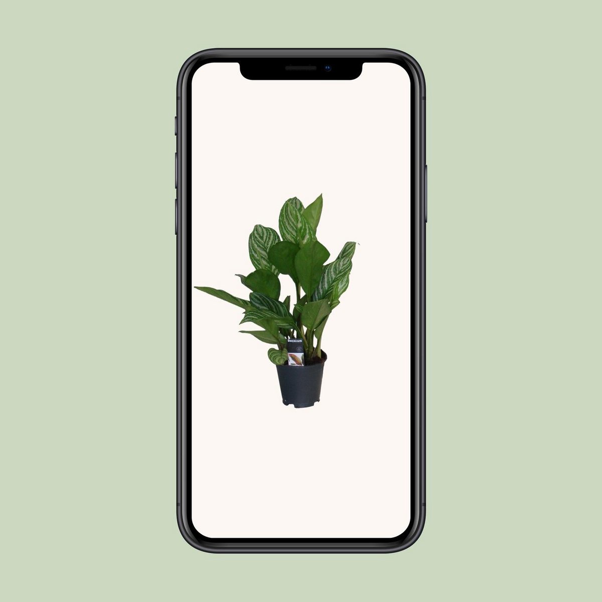 Aglaonema Stripes - Plante en pot décoratif