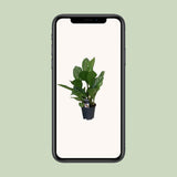 Aglaonema Stripes - Plante en pot décoratif