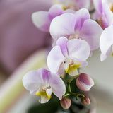 Orchidée Phalaenopsis rose Portugal en pot Ø9 cm
