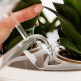 Orchidées en pleine floraison, pot décoratif en plastique recyclé